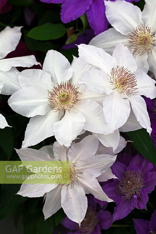 Clematis 'Hyde Hall'