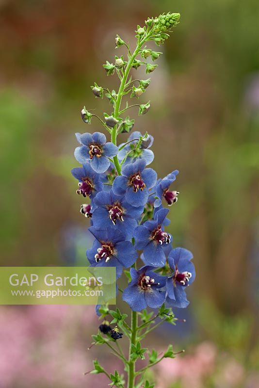 Verbascum 'Blue Lagoon'