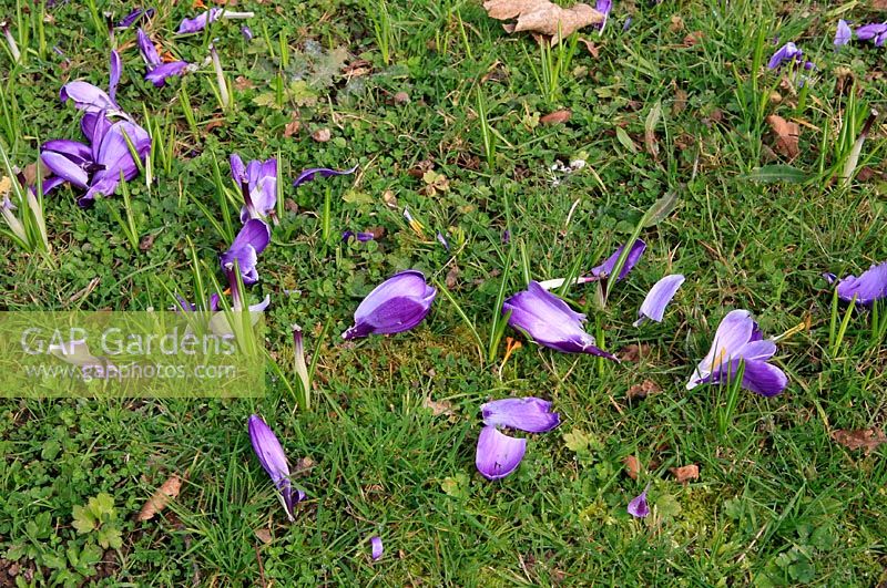 Grey Squirrel damage to large flowered crocus growing in grass