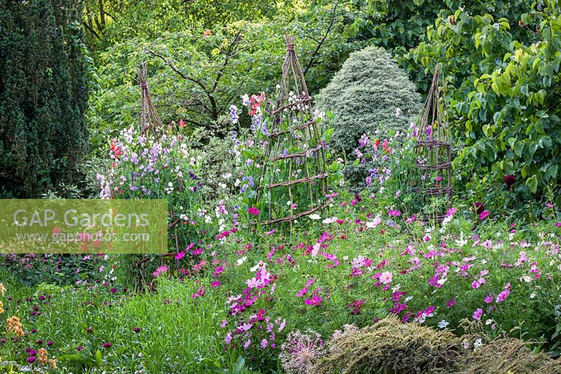 Sweet peas in The Cottage Garden, Highgrove August 2012. 