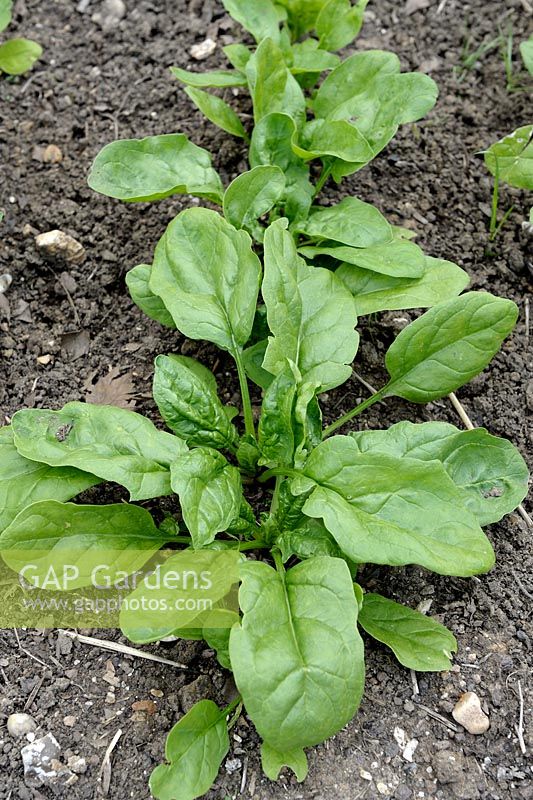 Spinacia oleracea 'Giant Winter' - Spinach
