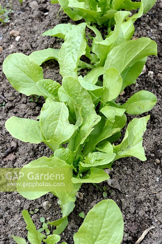 Lactuca sativa var. angustata - Asparagus or Chinese Lettuce growing in early spring