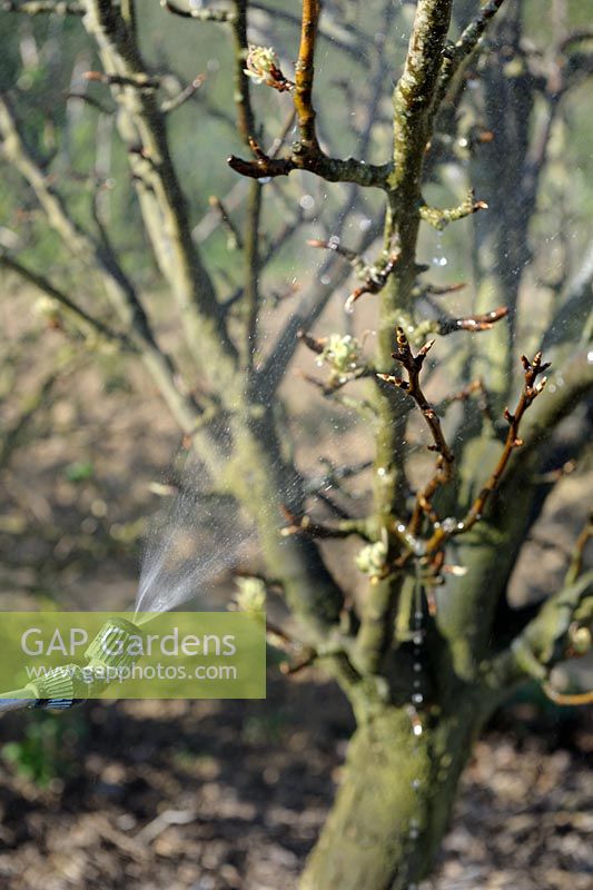 Spraying Pear tree in late winter