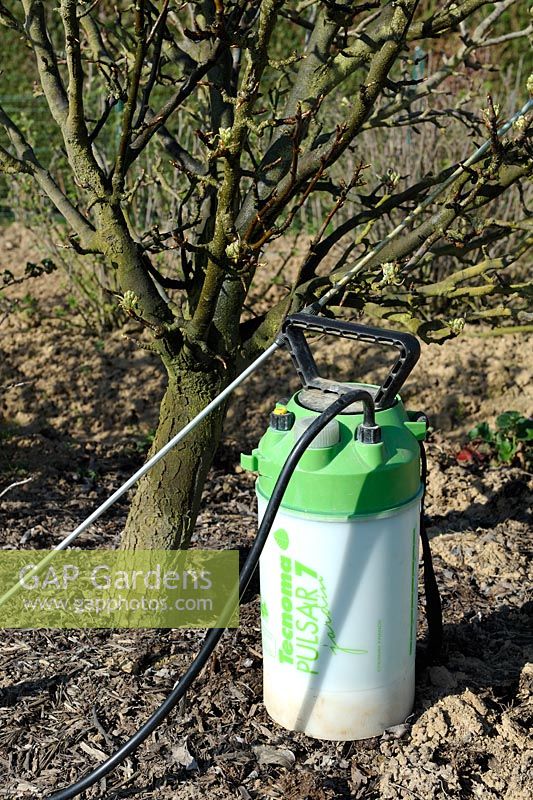 Sprayer at the foot of a Pear tree