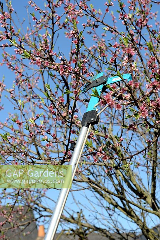 Pruning Nectarine tree with a long handled pruner