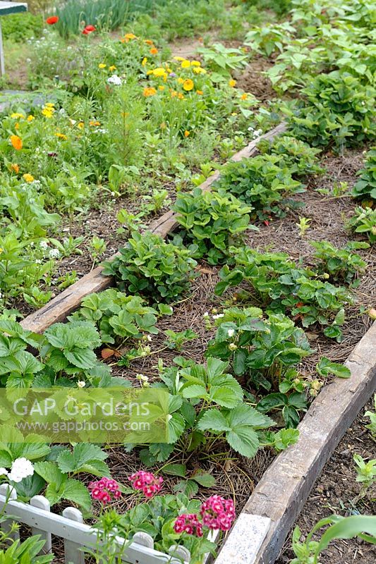 Strawberry plants with mulch growing in a raised bed made from old railway sleepers with Calendula foreground