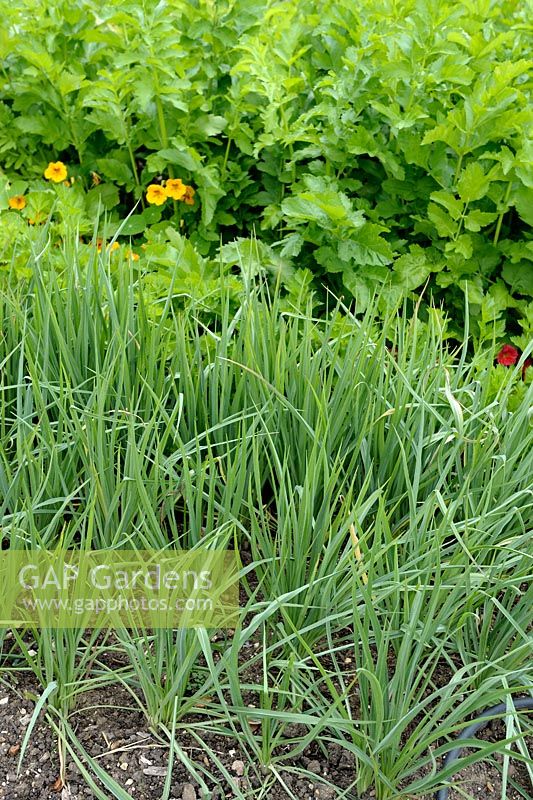 Salsify with Celery and Parsnip in rows