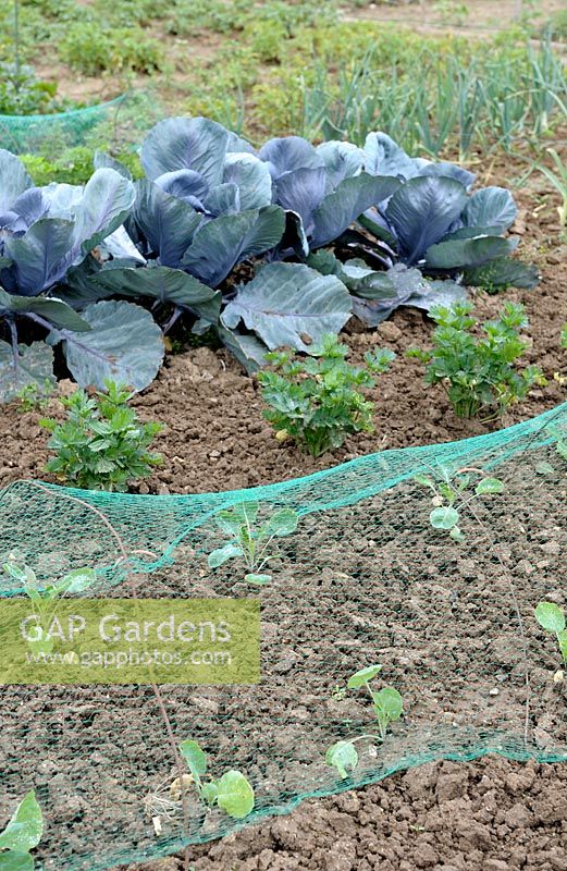 Young brussels sprout growing under net with celeriac, red cabbage and onion in early summer