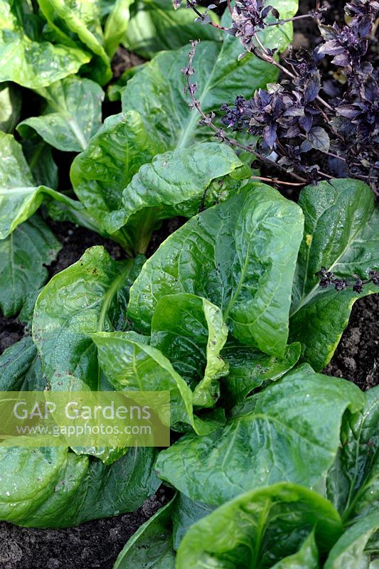 Cichorium intybus 'Grumolo Verde' - Chicory