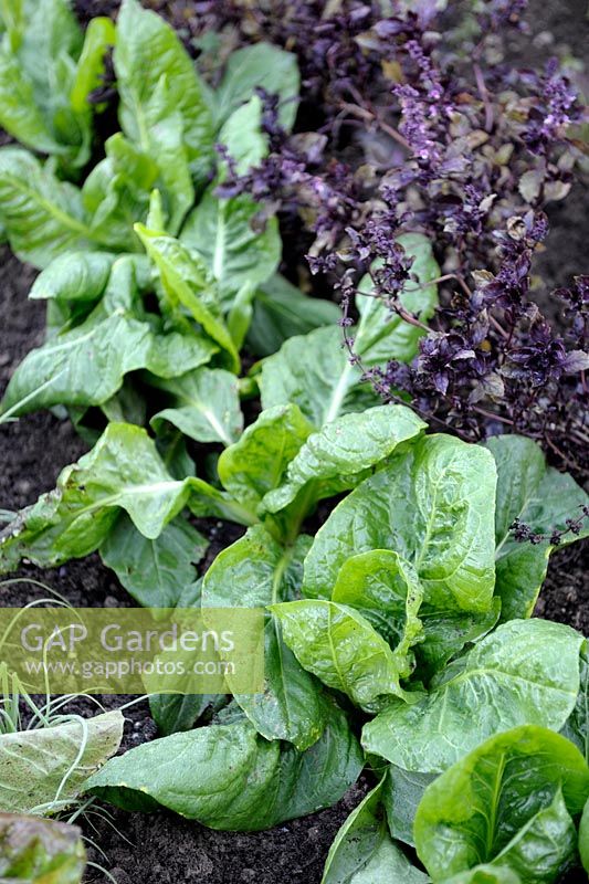 Cichorium intybus - Chicory 'Grumolo Verde' and Purple Basil
