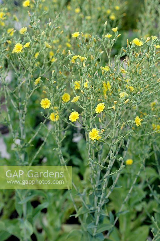 Lactuca sativa var. augustana - Celtuce or Asparagus Lettuce in flower, going to seed