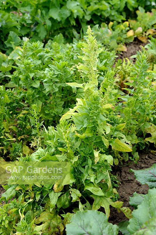 Spinach going to seed