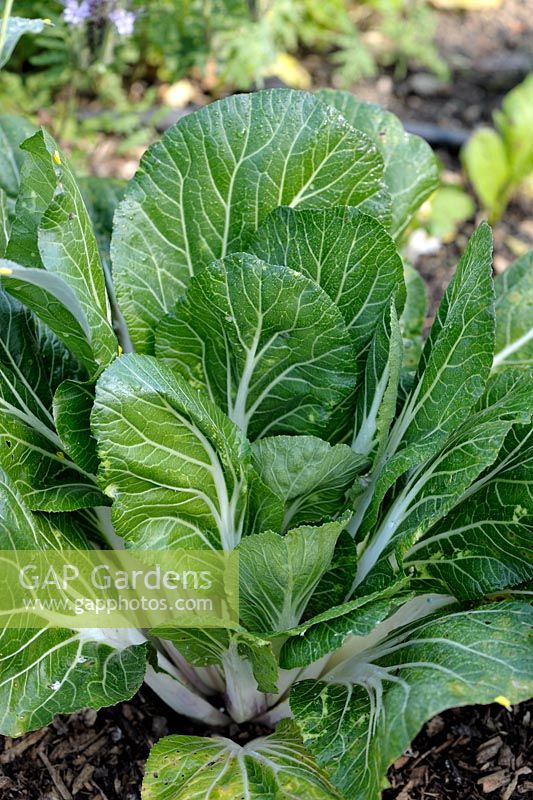 Brassica campestris var. chinensis - Chinese Cabbage Pak Choi 'Joi Choi'