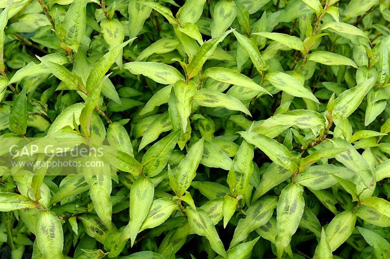 Persicaria odorata syn. Polygonum odoratum - Vietnamese Coriander or Rau-Ram