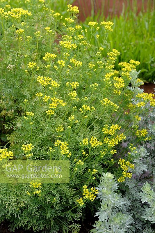 Ruta graveolens - Common Rue with Artemisia absinthium