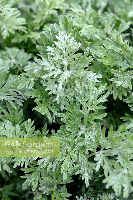 Artemisia absinthium - Wormwood