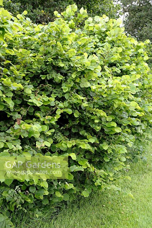 Corylus avellana - Common Hazel hedge