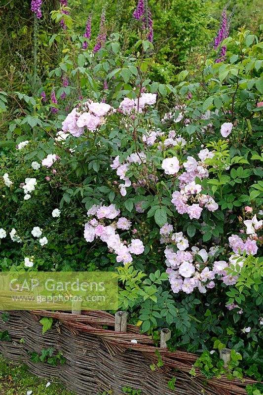 Rosa 'Yvonne Rabier' with Digitalis purpurea background