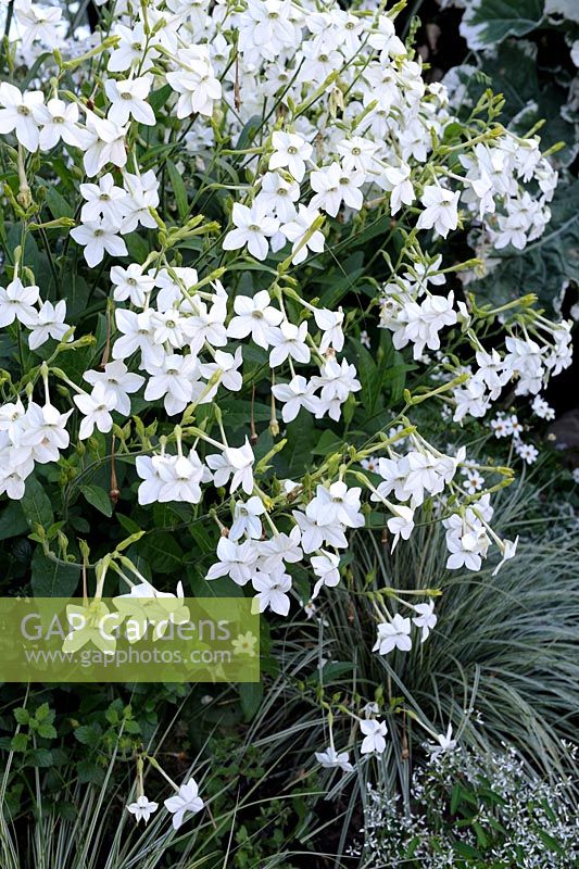 Nicotiana alata - Tobacco Plant