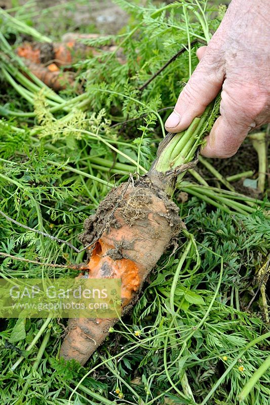 Man showing Carrot with slug damages
