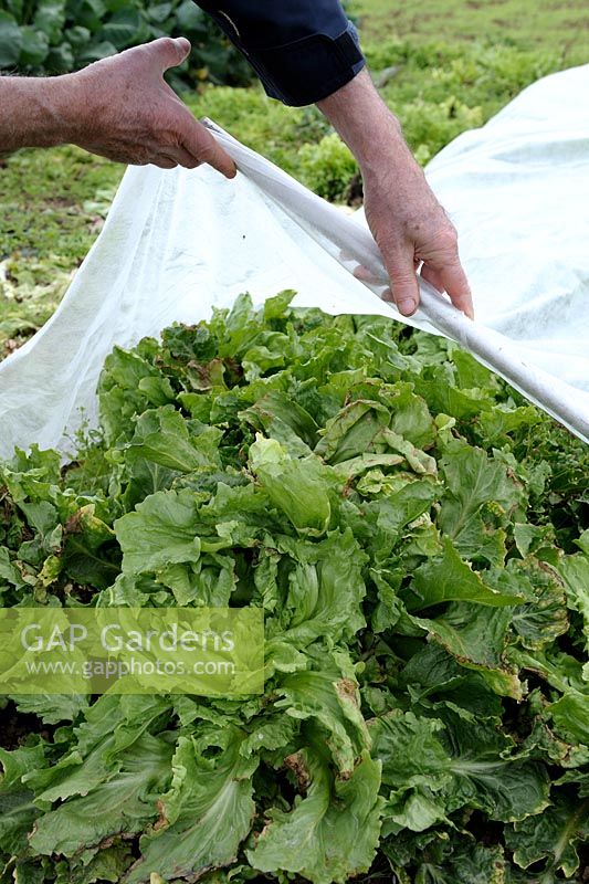 Covering Chicory with fleece to protect from frost and help blanching