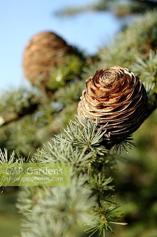 Cedrus libani - Lebanon Cedar female cones