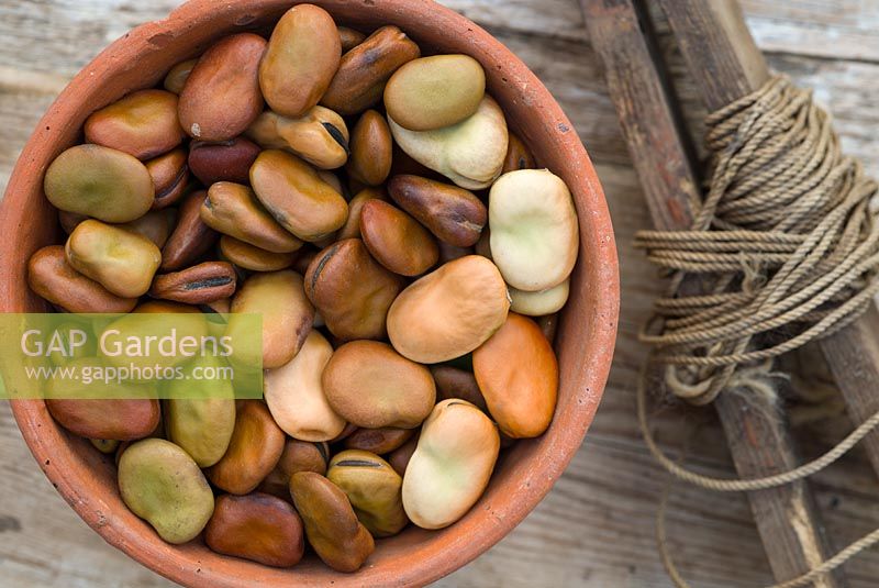 Broad bean seed, various varieties in terracotta flowerpot