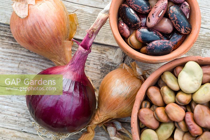 Broad bean seed, various varieties in terracotta flowerpot with onions