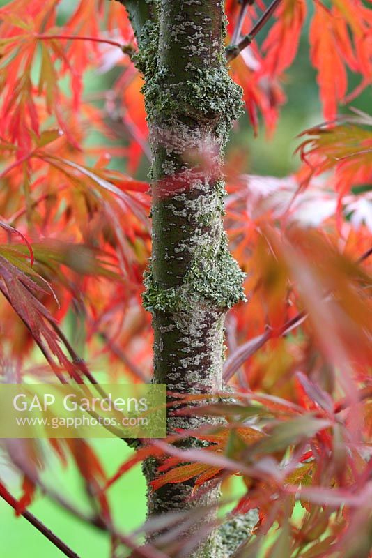 Lichen growing on the trunk of Acer palmatum 'Lionheart'