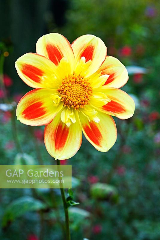 Dahlia 'Pooh' in the Sundial Garden - Exbury Gardens, Hampshire, UK 