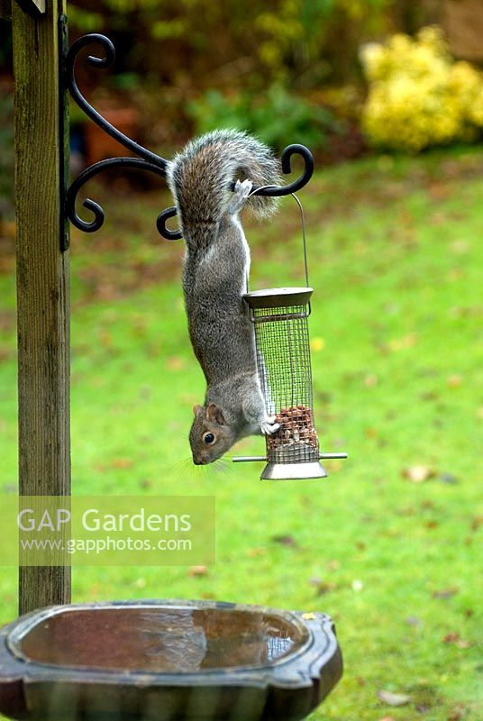 Squirrel feeding from garden bird feeder