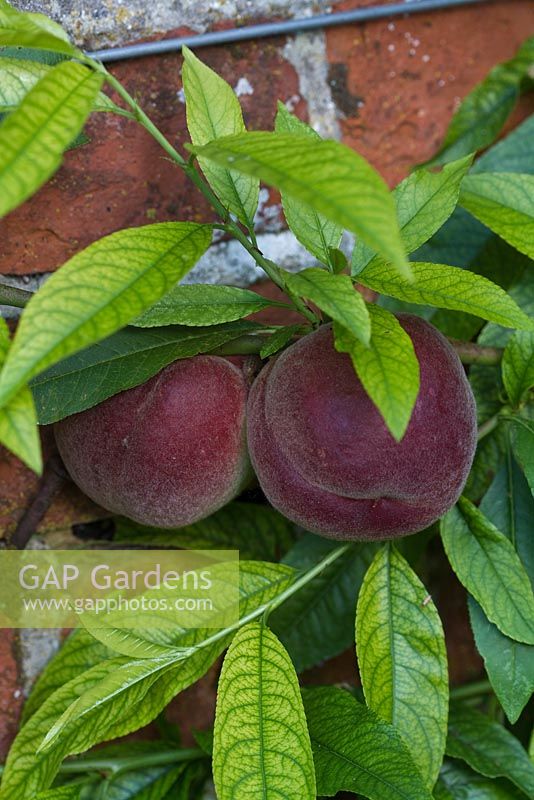 Prunus persicus - Ripe peaches growing on fan trained tree against wall