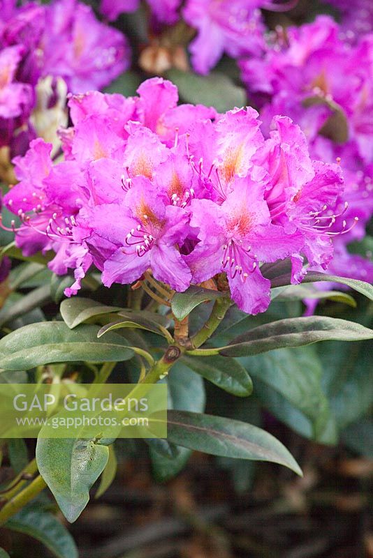Rhododendron 'Libretto'