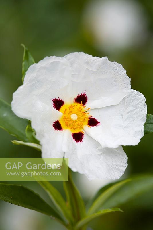 Cistus cyprius