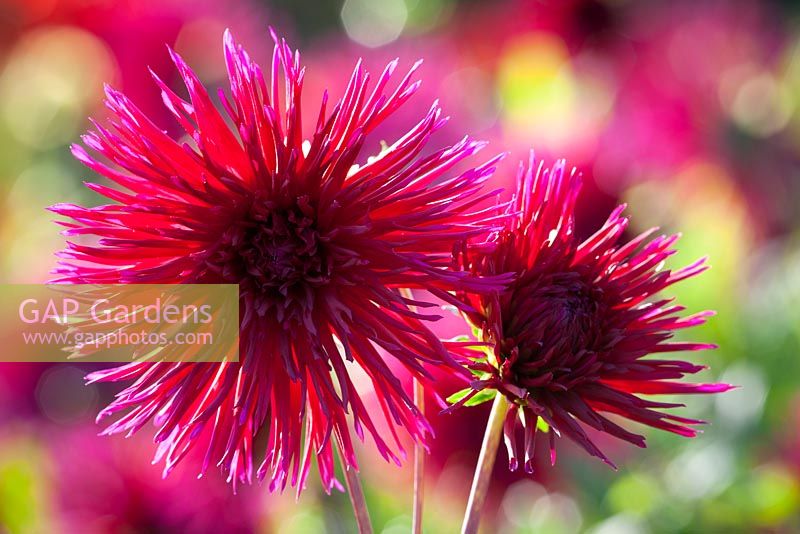 Dahlia 'Urchin'