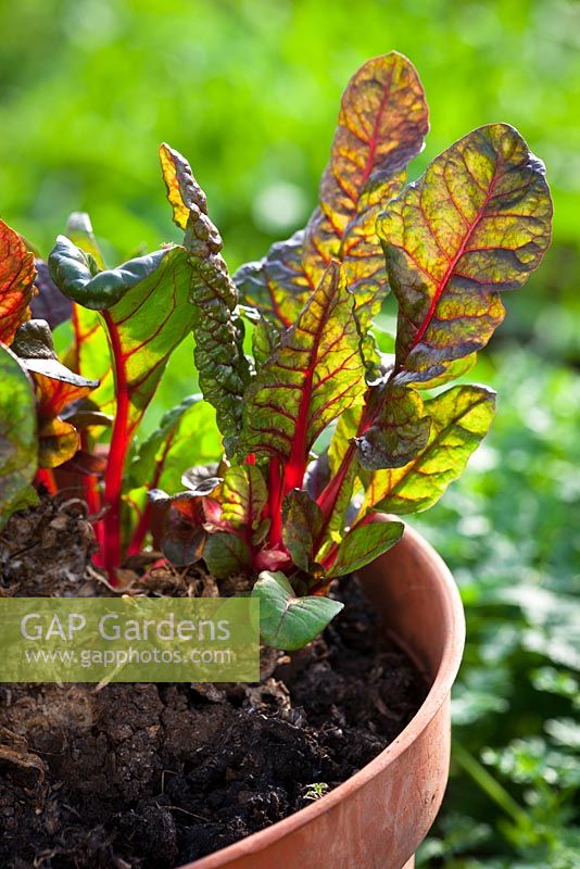 Chard kept in a pot overwinter to obtain baby salad leaves.