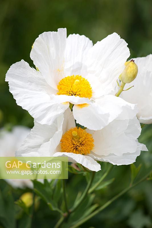 Romneya coulteri AGM - Californian tree poppy