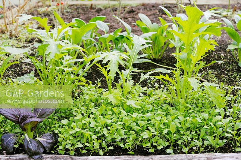 Brassica rapa, Chinese Mustard 'Green In Snow'  with Red Mustard, Chinese cabbage 'Greenboy' and self seeded Montia perfoliata, Winter Purslane in Autumn.