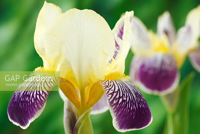 Iris 'Nibelungen' - Tall Bearded Iris