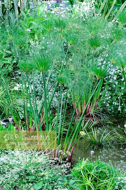 Cyperus papyrus - Egyptian Paper Reed