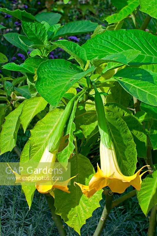 Brugmansia - Datura Flower