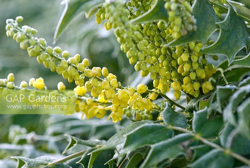 Mahonia x media 'Winter Sun'