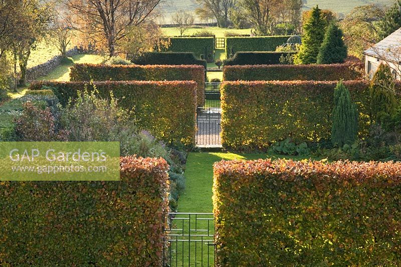 Autumn garden with Fagus sylvatica - Beech hedges - Old Barn 
