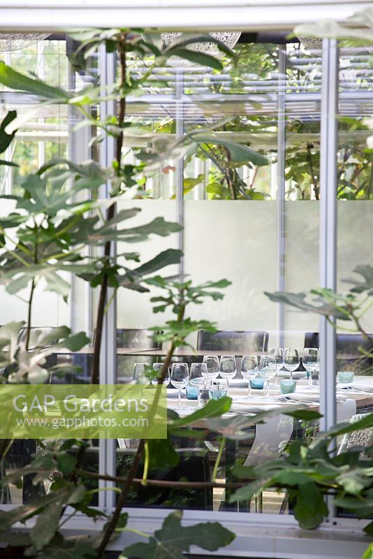 Fig trees framing the dining area at Restaurant De Kas