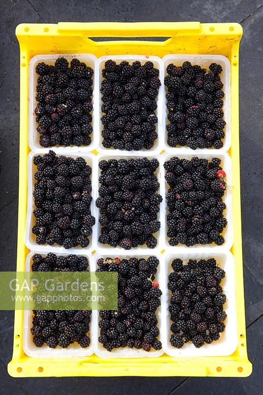 Picked blackberries