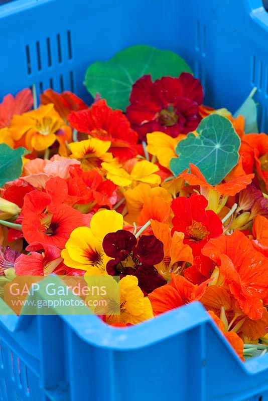 Nasturtiums in a crate