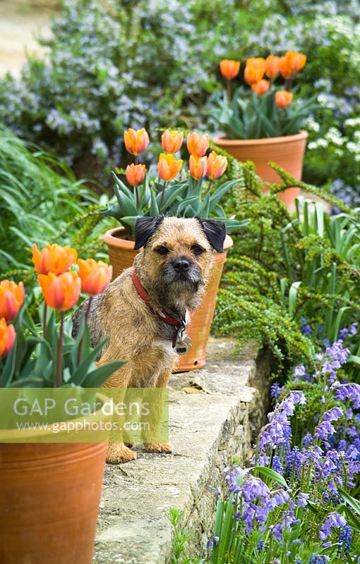 Very handsome border terrier dog amongst pots of Tulipa 'Princes Irene'