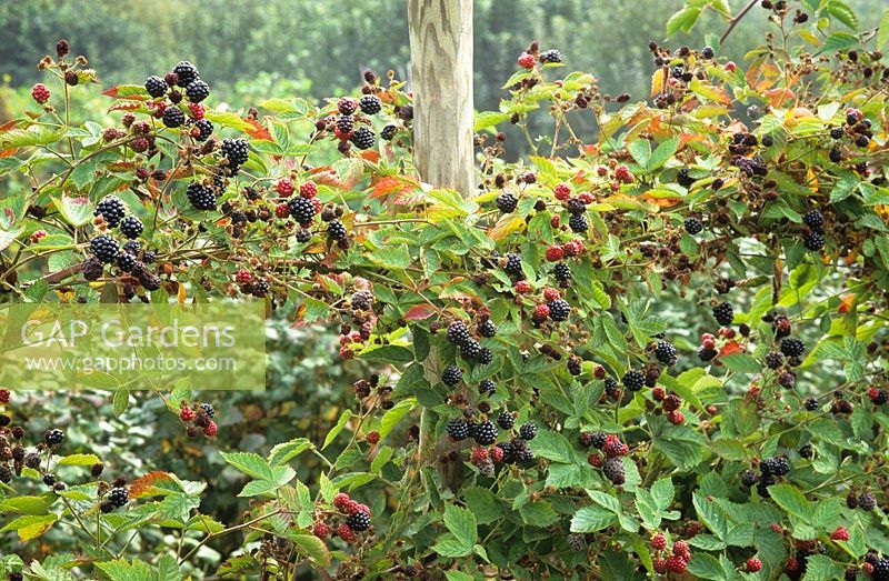 Blackberry 'Loch Ness' trained on a post