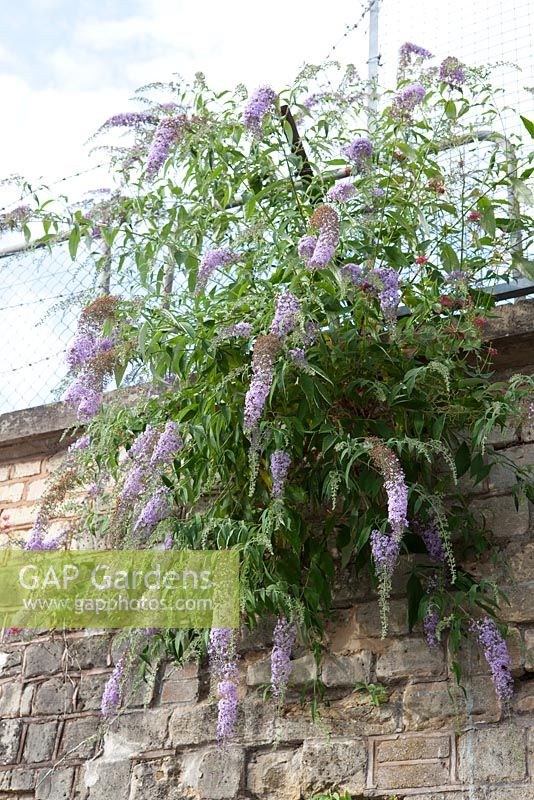 Buddleja davidii - Buddleia growing out of a wall at Stroud Railway Station. 