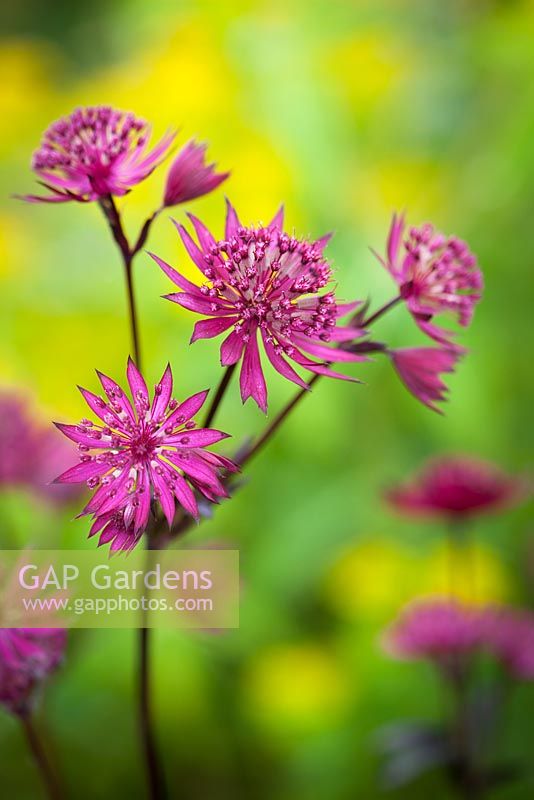 Astrantia major 'Ruby Star'. Masterwort